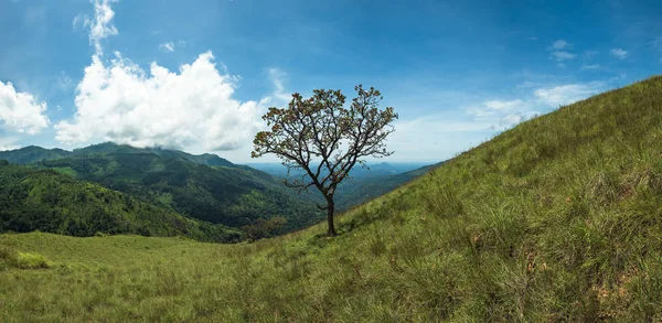 Árvore solitária em colina gramada e céu azul com nuvens — Fotografia de Stock