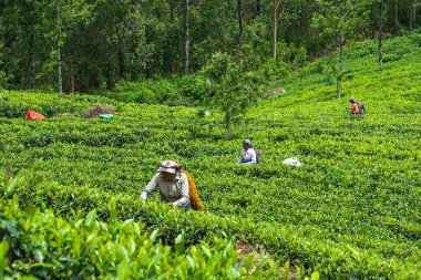 Haputale, Sri Lanka - 18 Nisan 2018: çay yaprakları toplama yerel kadın
