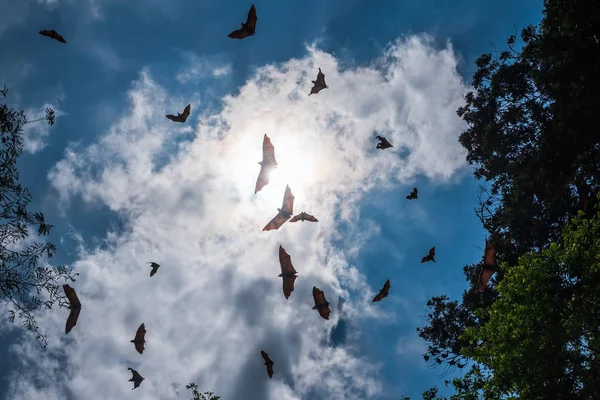 Zorro volador indio en Kandi, Sri Lanka — Foto de Stock