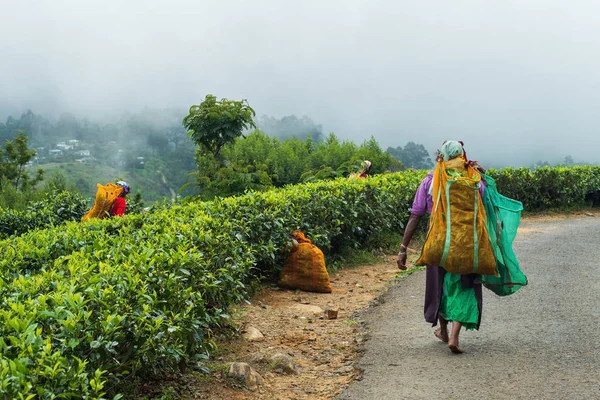 Haputale (スリランカ) - 2018 年 4 月 18 日: 地元の女性の伝統的な飲料を作るための茶葉を集める. — ストック写真