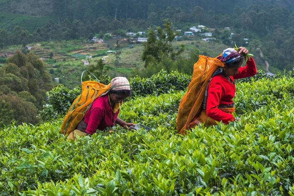 Haputale, Sri Lanka - 18 April 2018: Wanita lokal mengoleksi daun teh — Stok Foto
