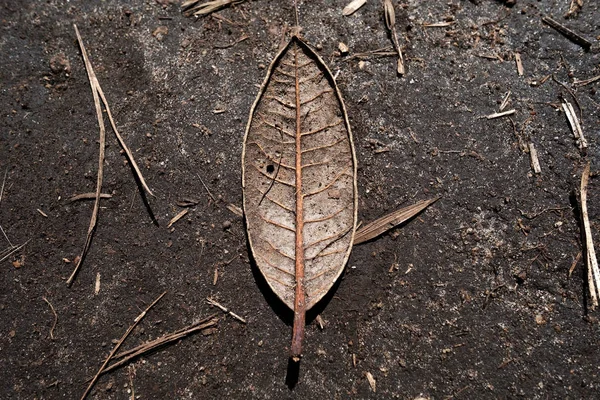 Single dry leaf of tree on brown ground as sign of autumn — Stock Photo, Image