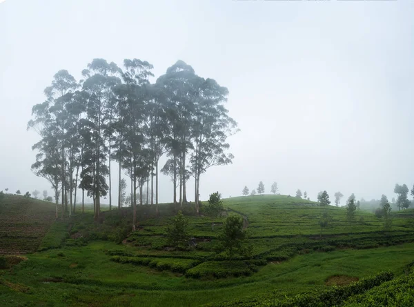 Hermosa vista sobre la plantación de té en Haputale Sri Lnaka . — Foto de Stock