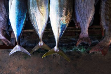 Balık kuyruğuna yakın çekim