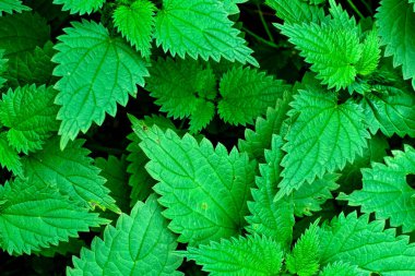Yeşil ısırgan otu ya da Urtica dioica. yeşil yapraklar üst görünüm.