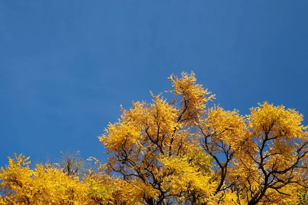 Yellow fall leafs and branches of trees over the blue sky — Stock Photo, Image