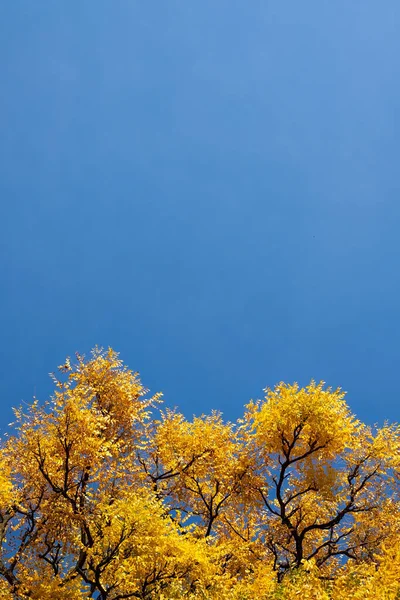 Yellow fall leafs and branches of trees over the blue sky — Stock Photo, Image