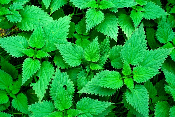 Urtiga verde ou urtica dioica. folhas verdes vista superior . — Fotografia de Stock