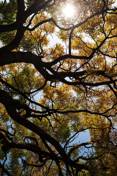 Yellow fall leafs and branches of trees — Stock Photo, Image