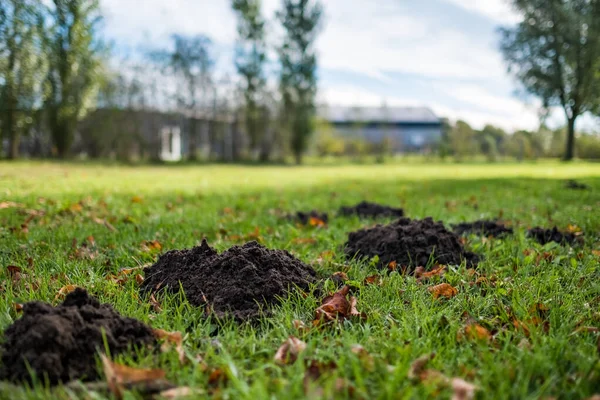 Damaged lawn by a mole on autumn sunny day. — Stock Photo, Image