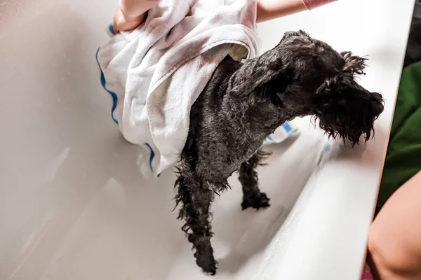 Чорна шнауцерська собака купається у ванній . — стокове фото