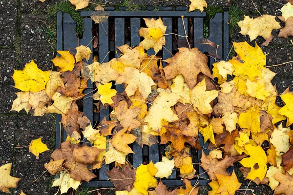 Muchas hojas amarillas yacen en el suelo . — Foto de Stock