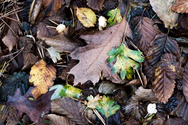 Sarı yapraklar bir sürü yalan yere. — Stok fotoğraf