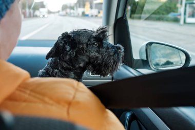 Siyah küçük scnhauzer köpeği araba yolculuğunun tadını çıkarıyor.
