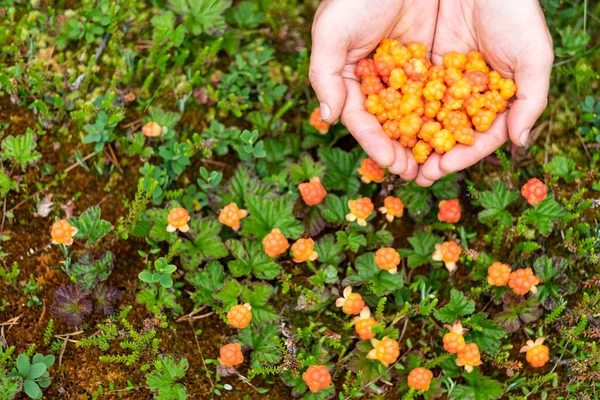 Vit man som håller färska uppsamlade mogna bär i händerna. — Stockfoto