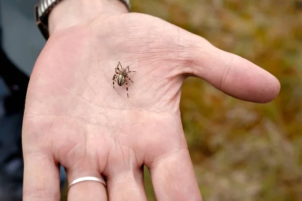 Kleine Araneus-Spinne sitzt auf einer Menschenhand. — Stockfoto