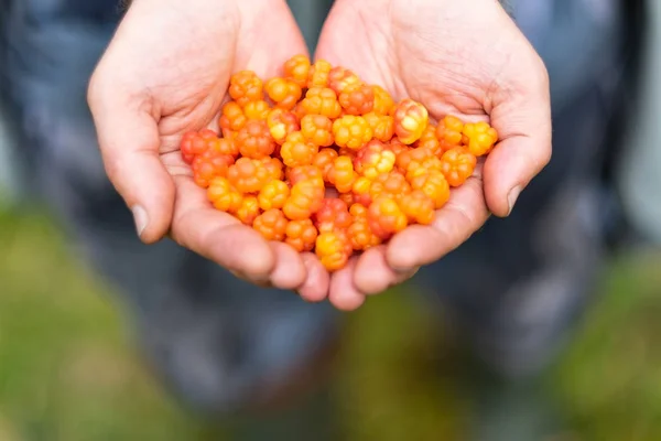Caucasian man holding fresh gathered ripe cloud berries in hands. — Stock Image Caucasian man holding fresh gathered ripe cloud berries in hands. Stock Image