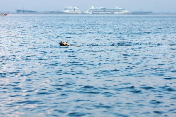 Retriever Hund Simma Blått Vatten Havet Med Käpp — Stockfoto