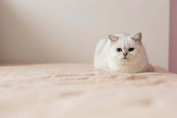 Gato branco sentado sozinho na cama branca — Fotografia de Stock