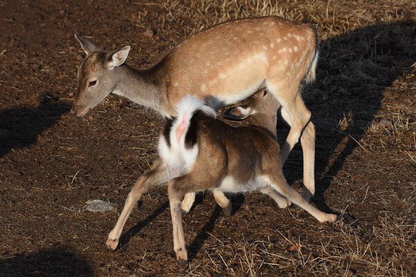  fallow deer is eating