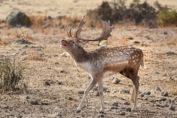 Fallow deer roars — Stock Photo, Image