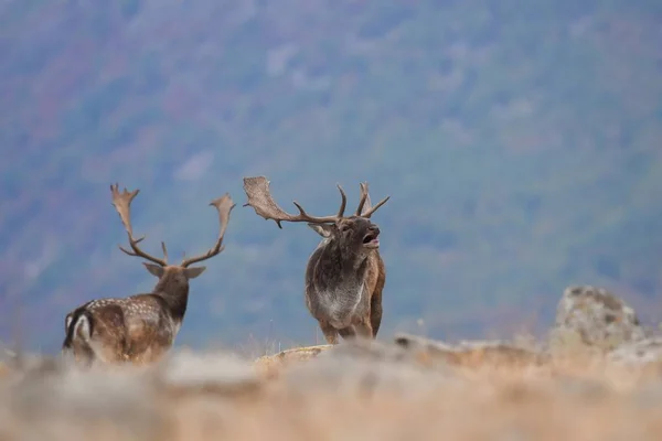 Rugidos de ciervos superficiales — Foto de Stock