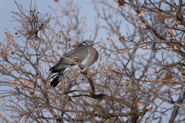 Image sur pigeon des bois En hiver — Photo