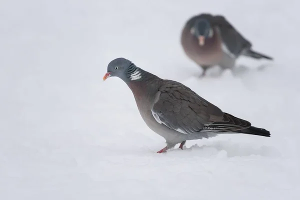 Image sur des pigeons des bois En hiver — Photo