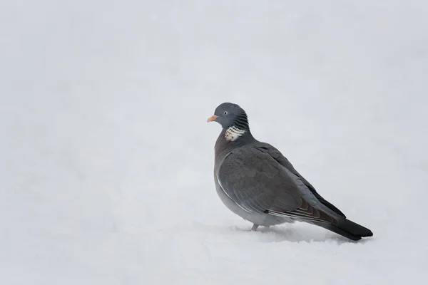 Pigeon des bois en hiver — Photo