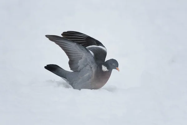 Pigeon des bois en hiver — Photo