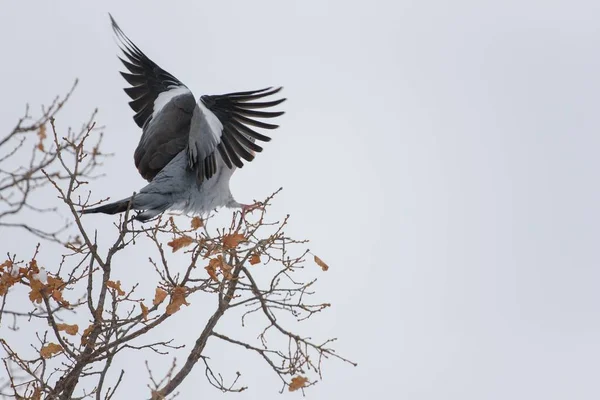 Ringduva i vinter — Stockfoto