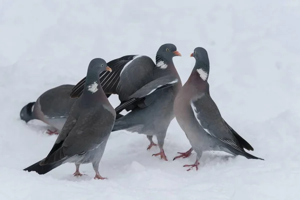 Pigeons des bois en hiver — Photo
