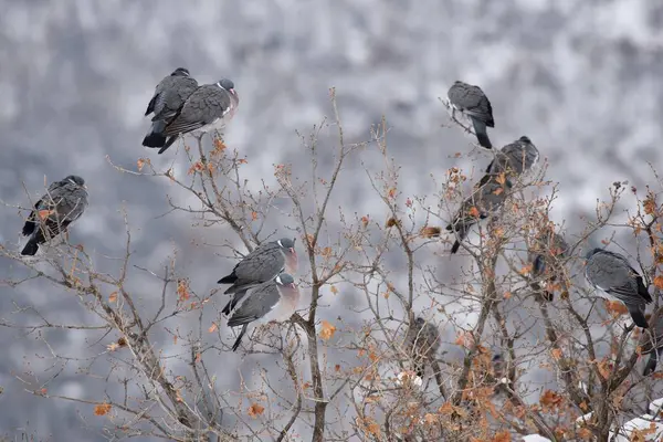 Pigeons des bois en hiver — Photo