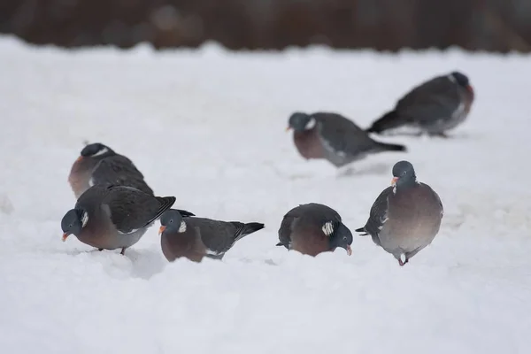 Wood pigeons in winter — Stock Photo, Image
