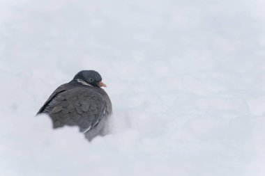 Bir ahşap güvercin