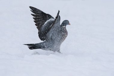 Ahşap güvercin sinek