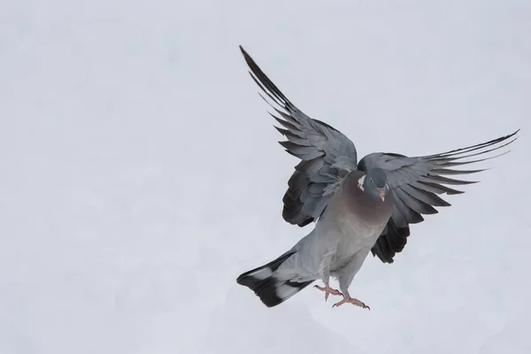 Pigeons des bois en hiver — Photo