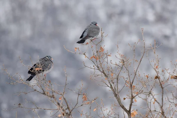 Pigeons des bois en hiver — Photo