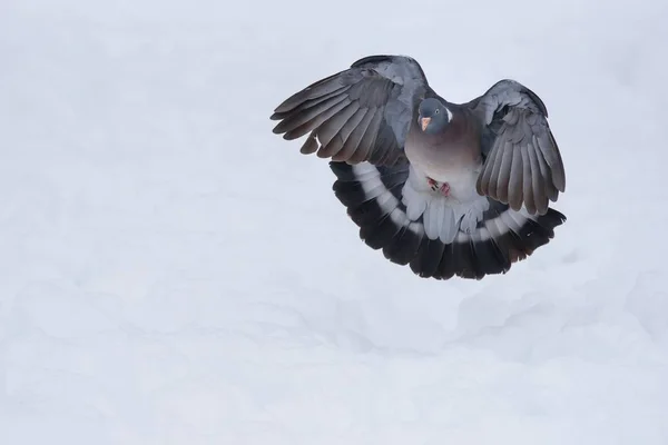 Wood pigeon flight — Stock Photo, Image