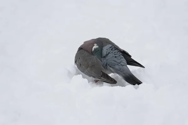 Pigeon des bois en hiver — Photo