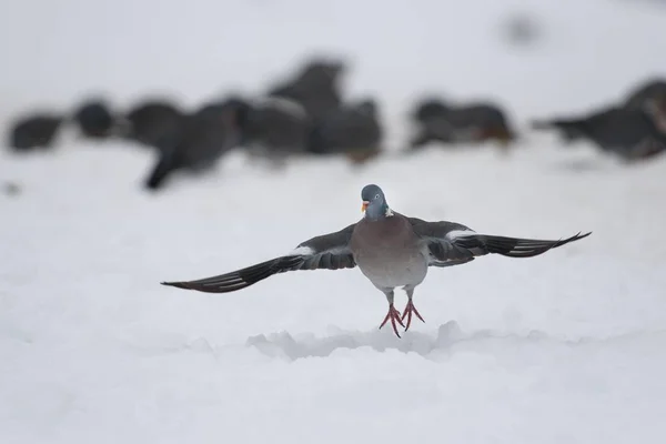 Wood pigeons with wings spread — Stock Photo, Image