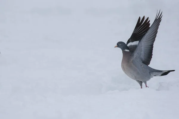 Houtduiven met vleugels verspreiding — Stockfoto