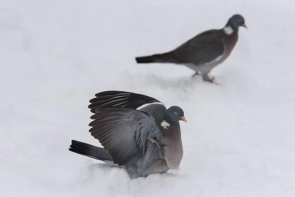Деревянные голуби в снегу — стоковое фото