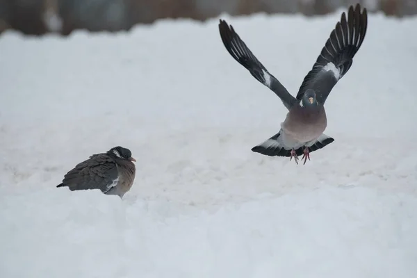 Pigeons des bois dans la neige — Photo