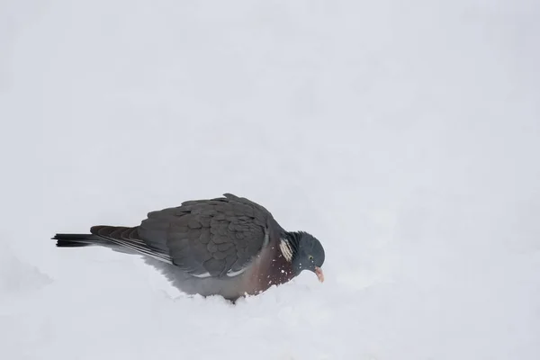 Pigeon des bois dans la neige — Photo