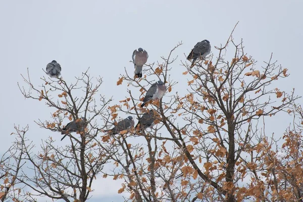 Дерев'яні голуби на дереві — стокове фото