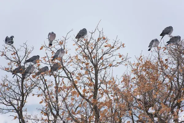 Pigeons de bois perchés sur un arbre — Photo