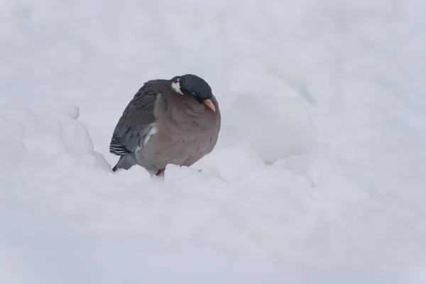 Un pigeon des bois — Photo