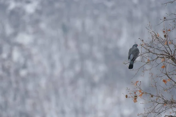 Un pigeon des bois — Photo