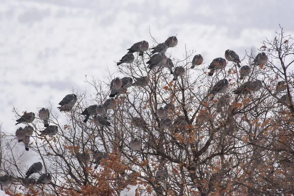 Pigeons de bois perchés sur un arbre — Photo